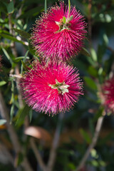 A view of the bottlebrush.  Kyoto Japan
