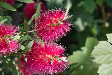 A view of the bottlebrush.  Kyoto Japan
