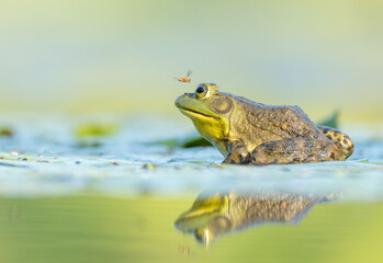 A green bullfrog sitting in the shallow water of a pond with a bee flying over its head and reflection in the water below. 