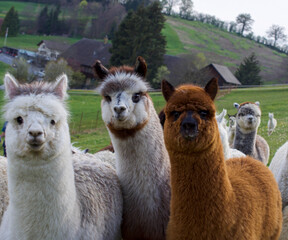 Beautiful alpacas