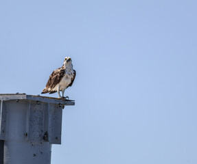 Osprey perched on a post on the jetty at Ponce Inlet in New Smyrna Beach, Florida
