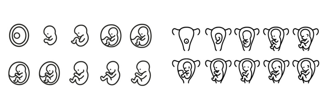Illustration of fetal development stages and reproductive anatomy during pregnancy