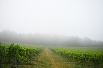Weinbau Hohentwiel,  Elisabethenberg