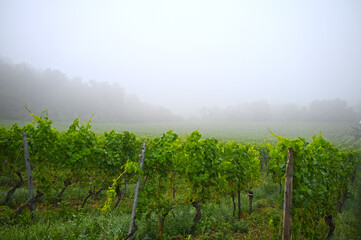 Weinbau Hohentwiel,  Elisabethenberg