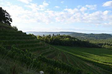 Weinbau Hohentwiel,  Elisabethenberg