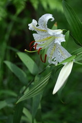 百合の王様