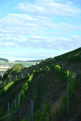 Weinbau Hohentwiel,  Elisabethenberg