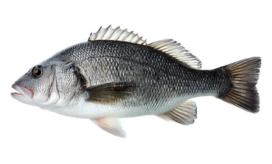 Fototapeta premium Fresh Raw Fish isolated on a transparent background for Seafood and Culinary Concepts 