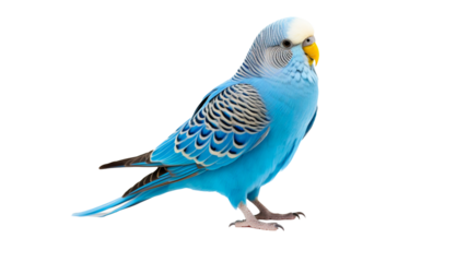 Blue budgerigar parrot isolated on white or transparent background png.


