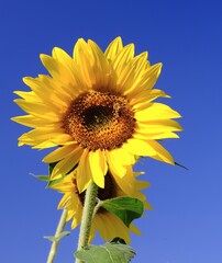 Sonnenblume