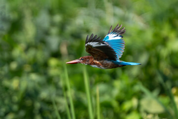 Close-up of a White-throated Kingfisher in flight (Halcyon smyrnensis).