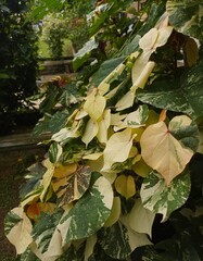Waru variegata, hibiscus tiliaceus variegata