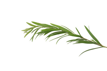 Naklejka premium leaf branch, bottle brush branch, olive leaf branch