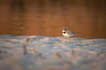 An adult Little Ringed Plover stands on the sandy riverbank, perpendicular to the camera lens, with...