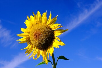 Sonnenblume