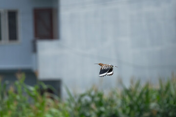An Eurasian Hoopoe (Upupa epops) is flying in front of a building in the city. © Ganga Raj Sunuwwar
