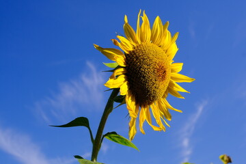 Sonnenblume
