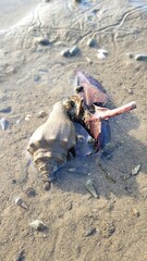 Crabs hunting prey on sandy shoreline beach wildlife photography natural habitat close-up marine...
