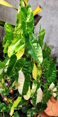 Lush green plant growth in home garden indoor nature scene close-up view vibrant leafy textures for...