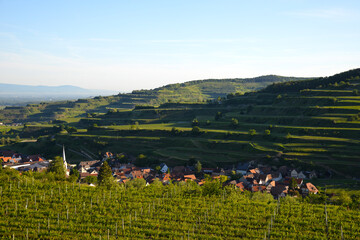 Weinbau, Kaiserstuhl