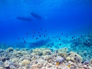 美しい白砂のビーチと美しいアマミスズメダイ（スズメダイ科）の群れ他。
英名学名：schools of Stout chromis, Chromis chrysura
水面にはカタマランヨットが浮いている。
巨大なサンゴ礁と熱帯魚の群れ。
沖縄県島尻郡慶良間諸島座間味島嘉比島-2025/6/27
