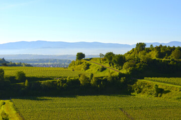 Weinbau, Kaiserstuhl