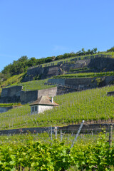 Weinbau, Kaiserstuhl