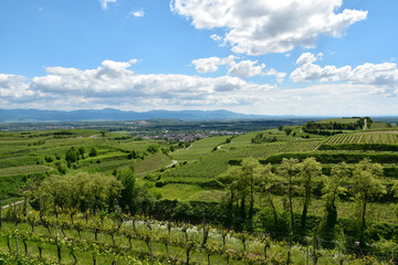 Weinbau, Kaiserstuhl