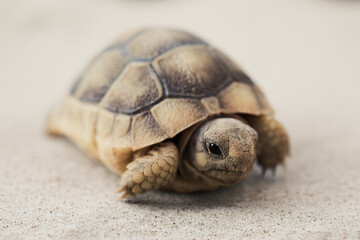 Close-up photograph of a tortoise. The image highlights the details of the shell and snout, a symbol of patience, slowness, and nature. A neutral background emphasizes the main subject.