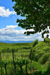 Weinbau, Kaiserstuhl
