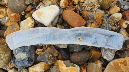 Cuttlefish Bone on Pebble Beach Shoreline