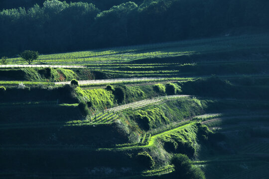 Weinbau, Kaiserstuhl, Weinberge,  Rebterassen, Morgenstimmung