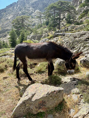 Âne sur le sentier du GR20 en Corse