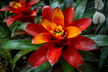 Fototapeta premium A vibrant red and orange bromeliad flower with glossy, water-dappled petals surrounded by green foliage in a tropical garden setting
