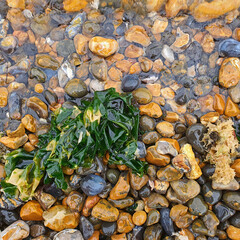Wet Seaweed and Colorful Pebbles Submerged in Shallow Seawater