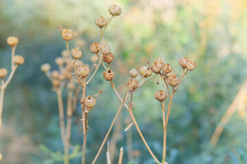 Ruta seeds grow in vegetable garden in autumn. Ruta graveolens grows in sunny autumn. Aromatic Ruta...