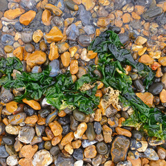Green Seaweed Spread Across Wet Pebbles on Rocky Coastal Shoreline