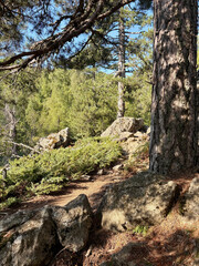 Fototapeta premium Sentier forestier sur le GR20 Nord en Corse