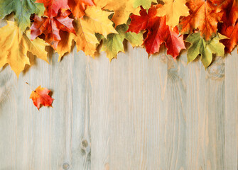 Autumn background with multicolored autumn maple leaves on the natural rustic wooden background...
