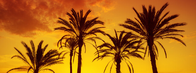 Seascape in the early morning during a beautiful orange sunrise. Palm trees on the beach. San Juan...