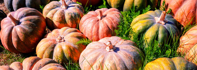 Crop of Pumpkins. Many Pumpkins on the hay. Autumn background. Halloween Thanksgiving Autumn Harvest background. Horizontal banner