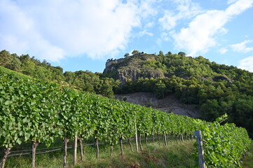 Weinbau Hohentwiel, Olgaberg