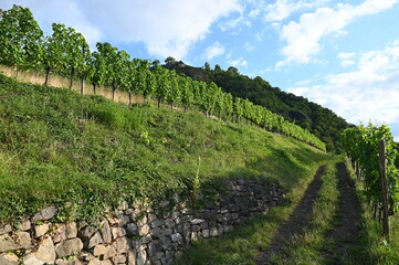 Weinbau Hohentwiel, Olgaberg