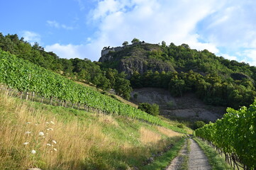 Weinbau Hohentwiel, Olgaberg