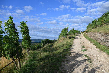 Weinbau Hohentwiel, Olgaberg