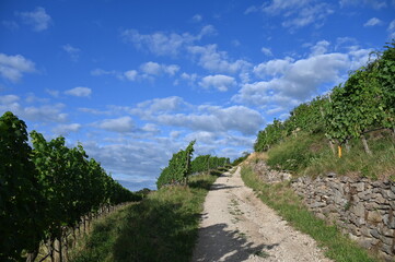 Weinbau Hohentwiel, Olgaberg