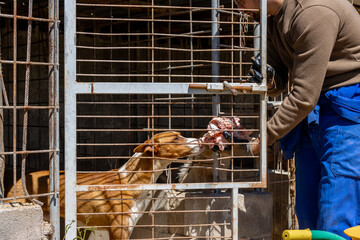 Breeder feeding hunting dog raw meat in kennel