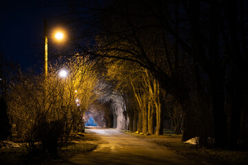 night in the forest