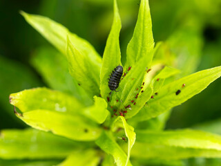 植物に付いたセイタカアワダチソウヒゲナガアブラムシとダンゴムシ