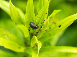 植物に付いたセイタカアワダチソウヒゲナガアブラムシとダンゴムシ